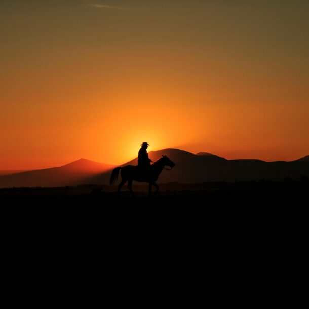 Desert safari experience at Kay Homes, featuring a majestic horse in the Sahara landscape.